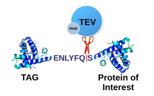 TEV蛋白酶，蛋白標(biāo)簽切除一步到位，生物醫(yī)藥的“黃金剪刀”