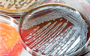 島津AccuDia培養(yǎng)基系列：提供完整的細胞培養(yǎng)與微生物檢測解決方案?