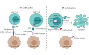 CAR-T全鏈條關(guān)鍵產(chǎn)品及服務(wù)解決方案?