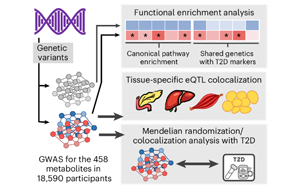 循環(huán)代謝物、遺傳與生活方式因素在2型糖尿病未來(lái)風(fēng)險(xiǎn)中的綜合作用研究